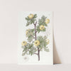 Tansy-leaved Hawthorn by Sydenham Edwards