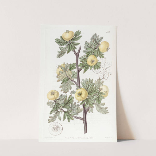 Tansy-leaved Hawthorn by Sydenham Edwards