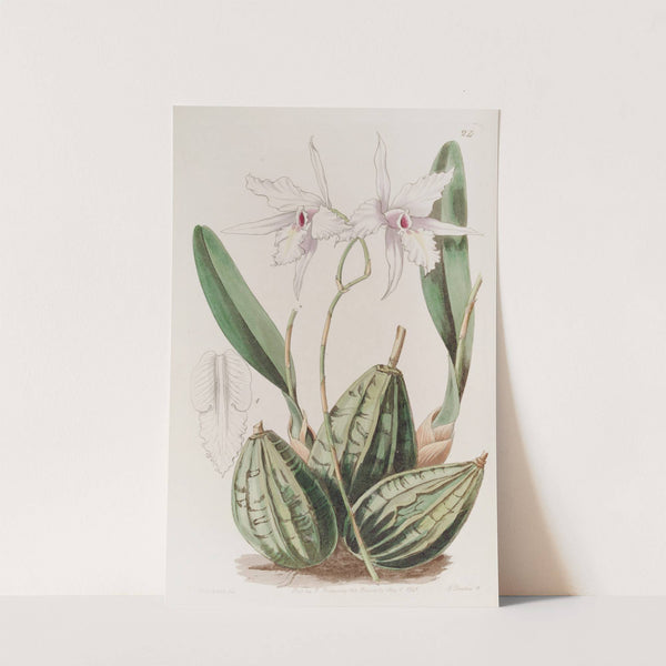 Tapering Laelia by Sydenham Edwards
