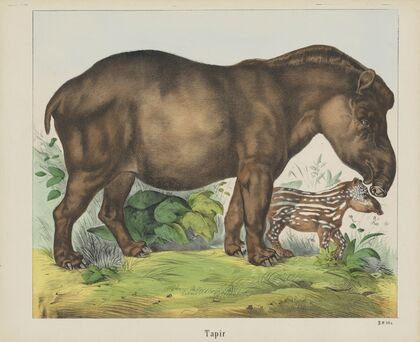 Tapir (1829-1880)