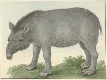 Tapir
