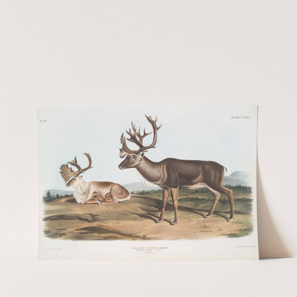 Tarandus furcifer, Caribou, or American Rein Deer. Males. 1. Summer pelage, 2. Winter pelage. (1845-1848) by John Woodhouse Audubon
