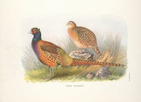 Tarim Pheasant (Phasianus colchicus tarimensis) (1918-1922)