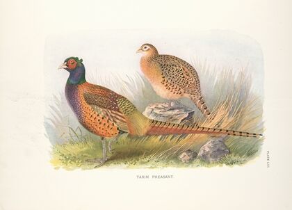 Tarim Pheasant (Phasianus colchicus tarimensis) (1918-1922)