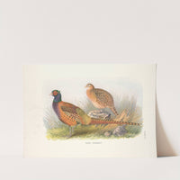 Tarim Pheasant (Phasianus colchicus tarimensis) (1918-1922) by Henry Jones