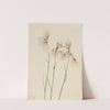 Tassel Cottongrass (Eriophorum angustifolium) (1920) by Mary Vaux Walcott