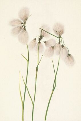 Tassel Cottongrass. Eriophorum angustifolium (1925)
