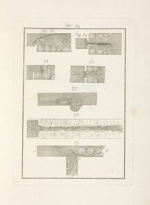 Tavola 14