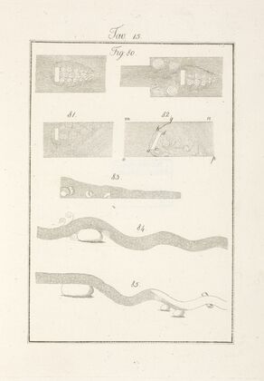 Tavola 15