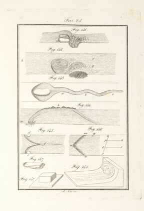 Tavola 25