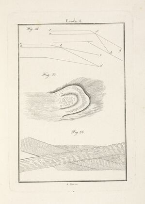 Tavola 8