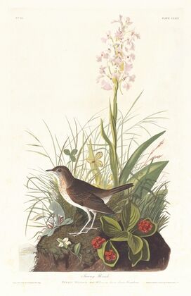 Tawny thrush
