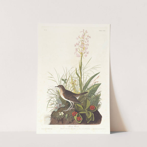 Tawny thrush by John James Audubon