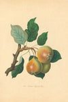 Teinton Squash Pear