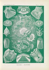 Teleostei. – Knochenfische