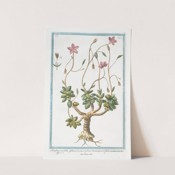 Telephiastrum folio globoso - Anacampseros foliis acuminatis - Crassola. (Evergreen Orpine) by Giorgio Bonelli