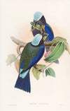 Temminck’s Roller