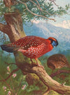 Temminck’s Tragopan (1918-1922)