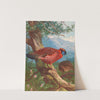 Temminck’s Tragopan (1918-1922) by Archibald Thorburn