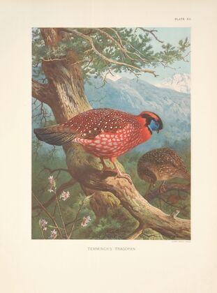 Temminck’s Tragopan (Tragopan temmincki). (1918-1922)