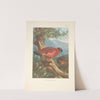 Temminck’s Tragopan (Tragopan temmincki). (1918-1922) by Archibald Thorburn