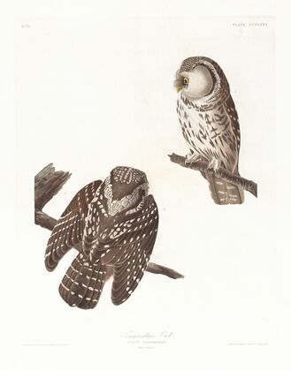 Tengmalm’s owl