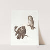 Tengmalm&#039;s owl by John James Audubon