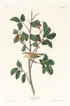 Tennessee warbler