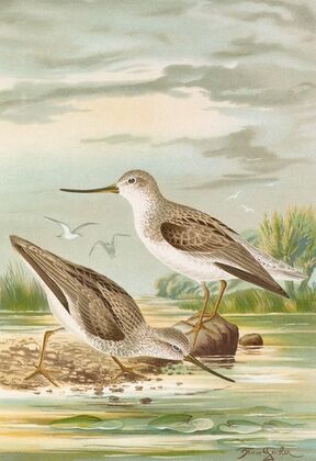 Terekia cinerea