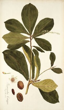 Terminalia catappa