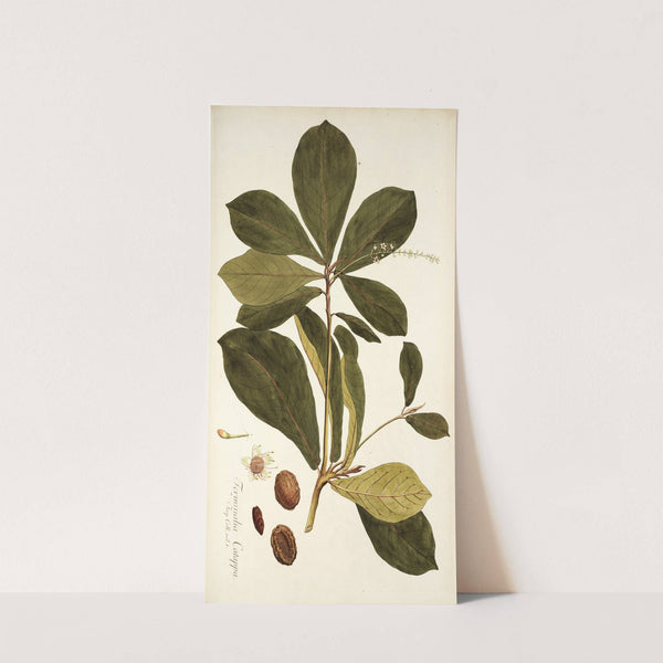 Terminalia catappa (1781-1793) by Nikolaus Joseph Freiherr von Jacquin