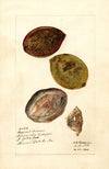 Terminalia catappa