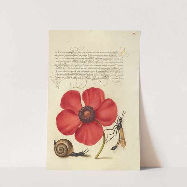 Terrestrial Mollusk, Poppy Anemone, and Crane Fly (1561–1596) by Joris Hoefnagel