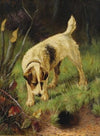 Terrier