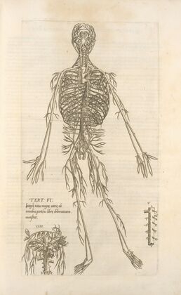 Tert. fig.; Integram totius magnæ arteriæ ab omnibus partibus liberæ delineationiem monstrat