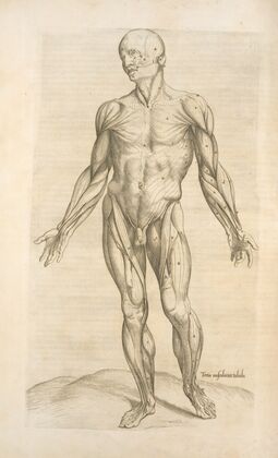 Tertia musculorum tabula. [Showing the figure with open hands]