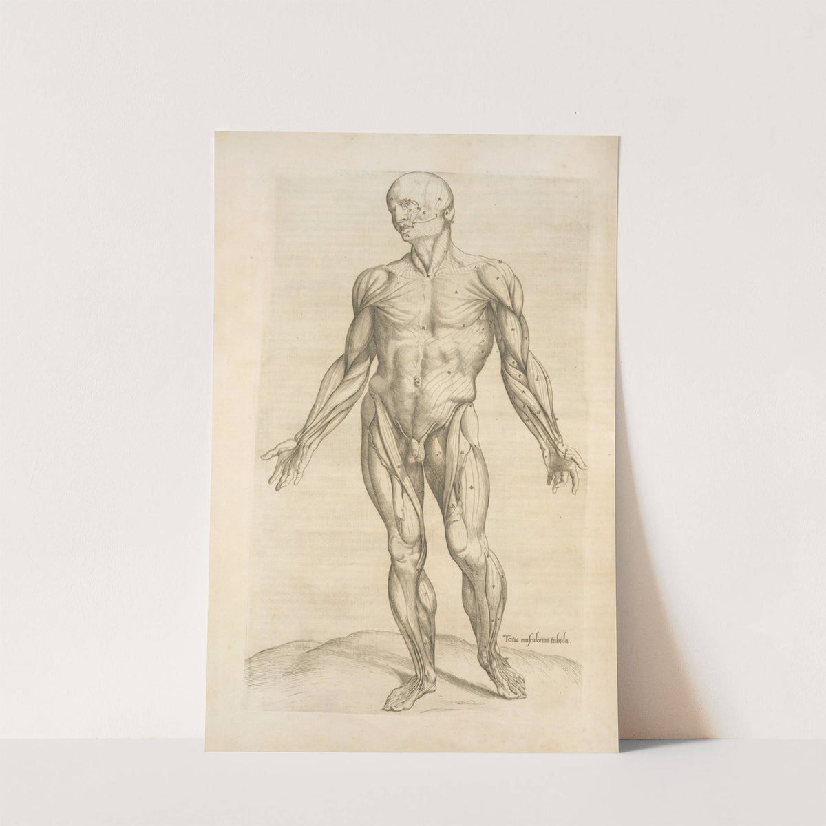 Tertia musculorum tabula. [Showing the figure with open hands] (1545) by Thomas Geminus