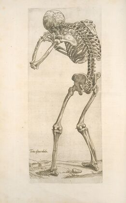 Tertia ossium tabula [Skeleton in aiming position]