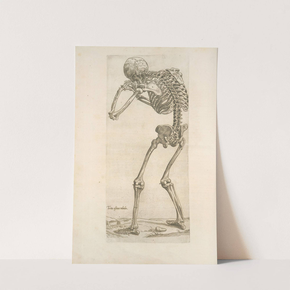 Tertia ossium tabula [Skeleton in aiming position] (1545) by Thomas Geminus