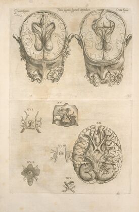 Tertia pagina figurarum capitalium. [9 pictures of the brain and its parts] — size preview