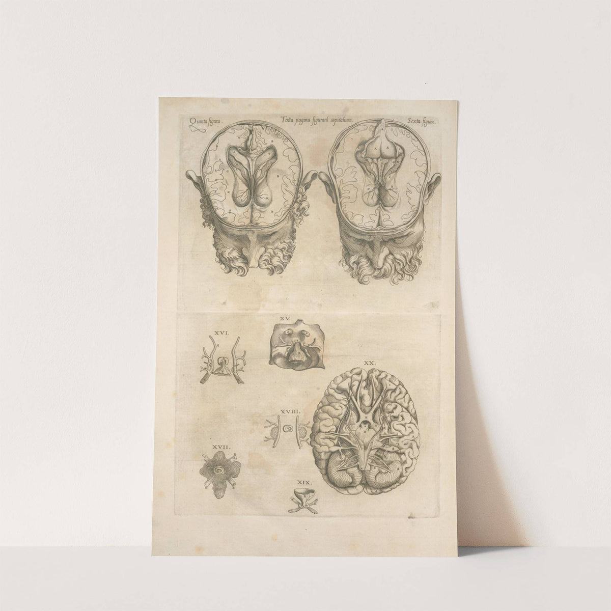 Tertia pagina figurarum capitalium. [9 pictures of the brain and its parts] (1545) by Thomas Geminus