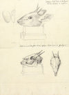 Testi di Madoqua (Antelope Head and Skulls)