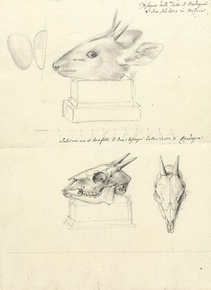 Testi di Madoqua (Antelope Head and Skulls)