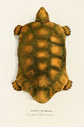 Testudo Hercules