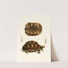 Testudo Semiserrata by Sir Andrew Smith