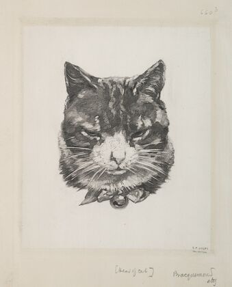 Tête de chat.