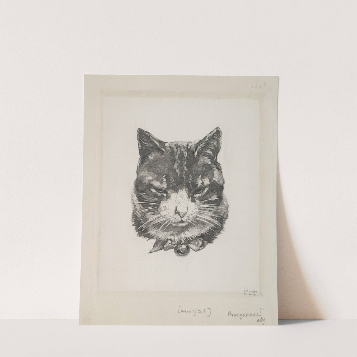 Tête de chat. (1866 - 1878) by Félix Bracquemond