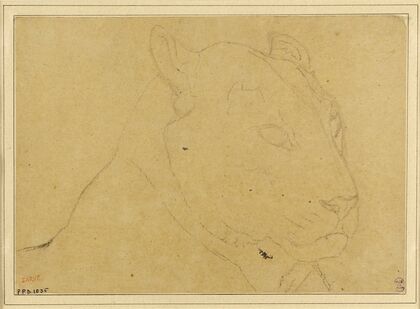 Tête de tigre (19th century)
