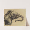 Tête d’éléphant, dessin préparatoire à la gravure (1893) by Henri-Charles Guérard