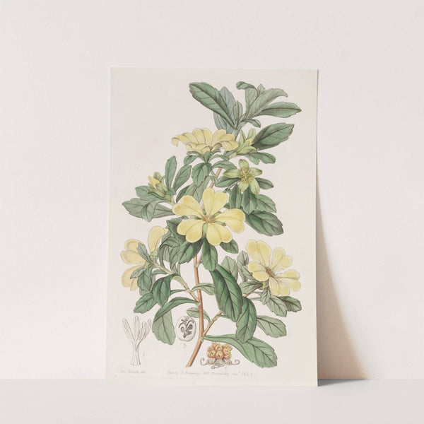 Tetrandrous Condollea by Sydenham Edwards
